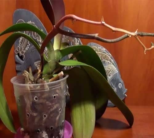 Як правильно обрізати орхідею після цвітіння в умовах будинку?