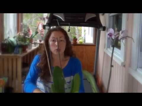 Як правильно обрізати орхідею після цвітіння в умовах будинку?