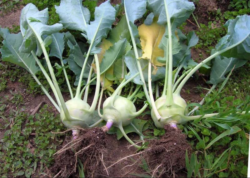 Як прибирати капусту на городі – особливості, догляд та вирощування різних видів