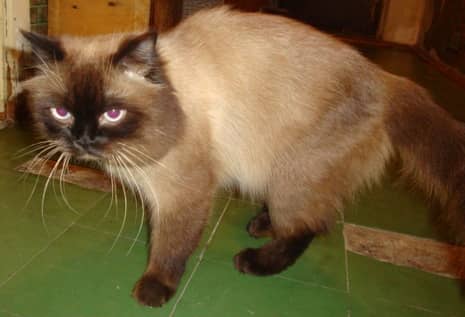 Які щеплення роблять кішкам і коли, сечокамяна хвороба у котів лікування в домашніх умовах, симптоми захворювання кішок
