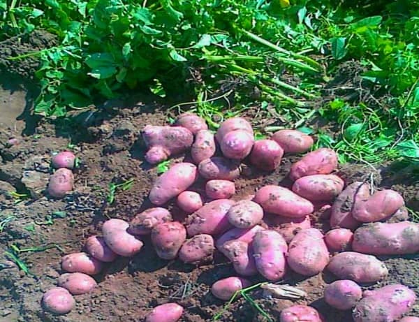 Картопля Ред Скарлет – до 19 кг бульб з квадратного метра