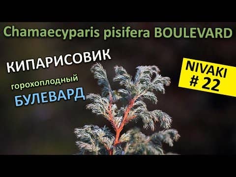Кипарисовик горохоплодный – види і сорти рослин, особливості вирощування