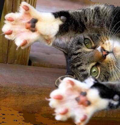 Котяча подряпина хвороба феліноз, чим можна заразитися від кішки людині