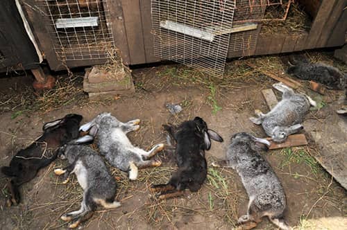 Лікування кокцидіозу у кроликів — симптоми і способи боротьби