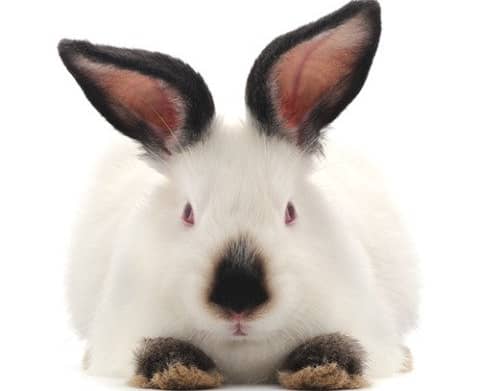Кращі породи кроликів для домашнього розведення