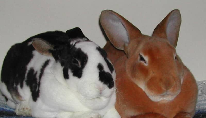 Кращі породи кроликів для домашнього розведення