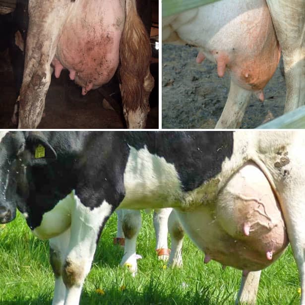 Мастит у корів – характерні симптоми і лікування хвороби