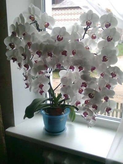 Не цвіте орхідея – причини і їх усунення
