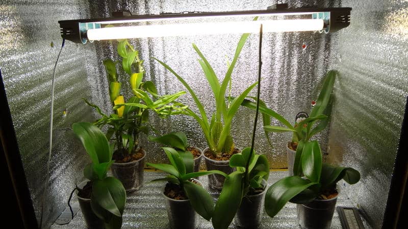 Не цвіте орхідея – причини і їх усунення