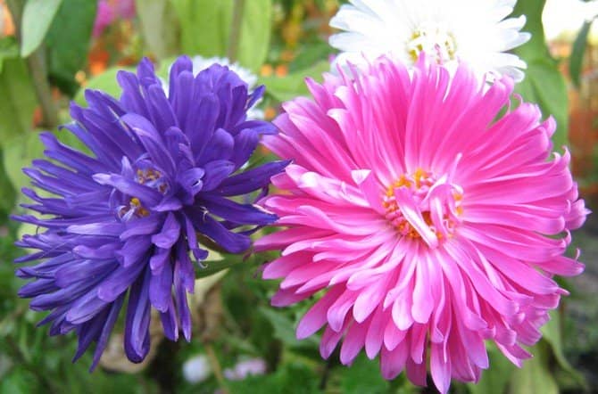 Однорічні квіти — список популярних видів, посадка і догляд