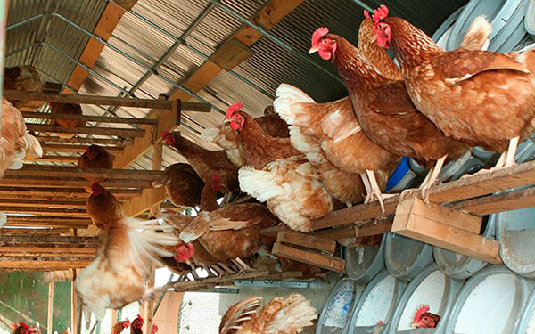 Чому кури клюють яйця: ефективні методи боротьби, профілактика