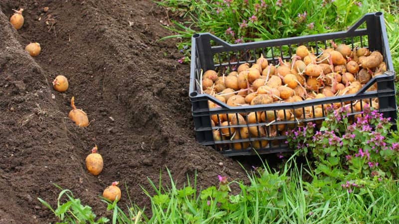Посадка картоплі під солому – перші кроки до хорошого врожаю