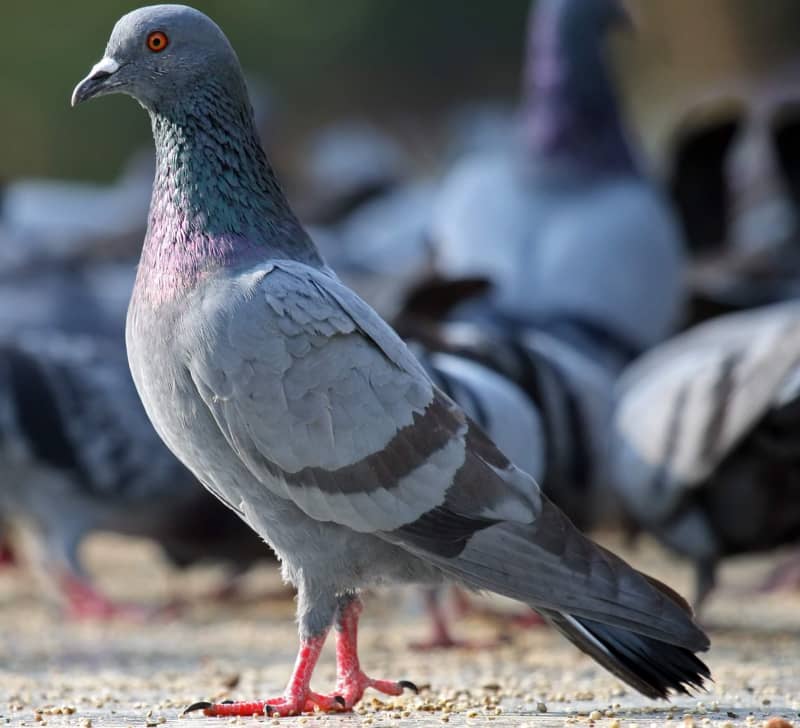 Поширені хвороби голубів — як вилікувати вихованців