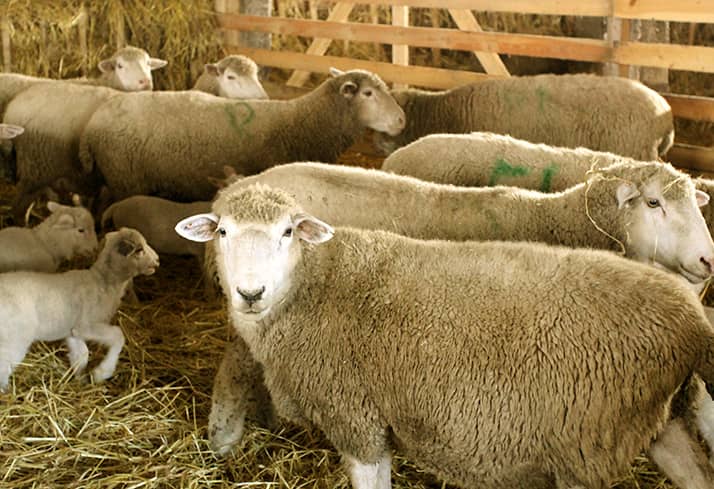 Розведення овець – годівля і утримання на приватних фермах