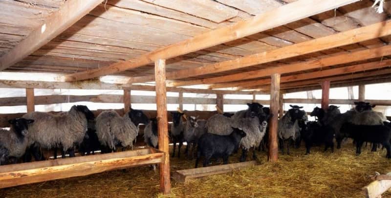 Розведення овець – годівля і утримання на приватних фермах