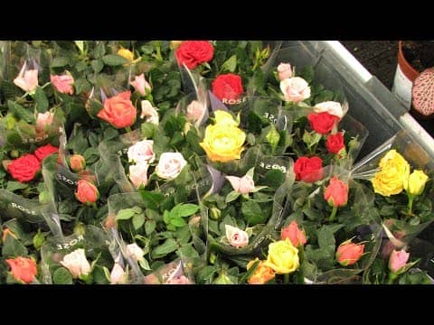 Роза Кордана — вирощування і догляд в домашніх умовах