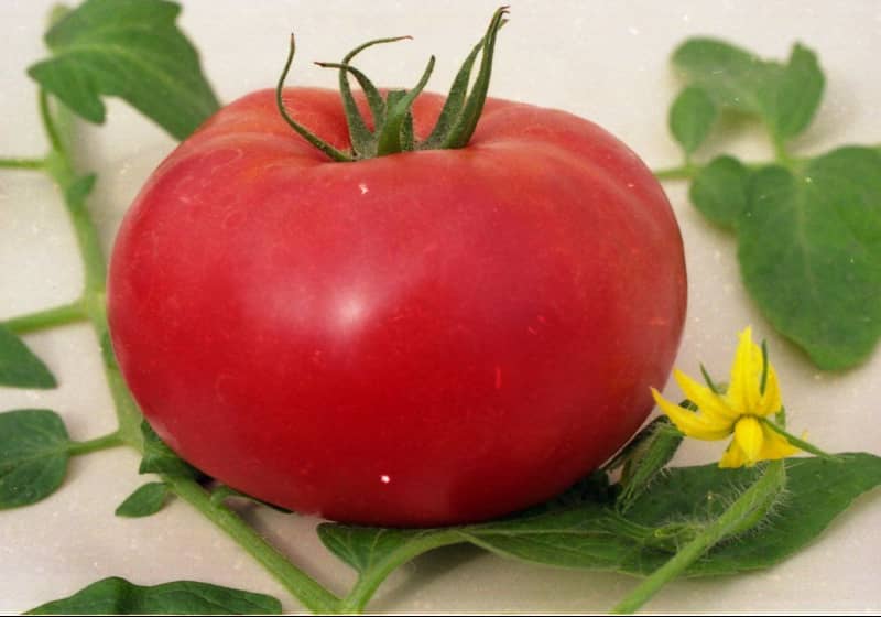 Найбільш урожайні сорти томатів для теплиці з полікарбонату