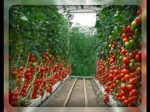 Найбільш урожайні сорти томатів для теплиці з полікарбонату