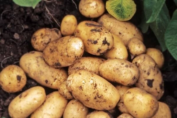 Найсмачніші та врожайні сорти картоплі — поради щодо вибору та вирощування в саду
