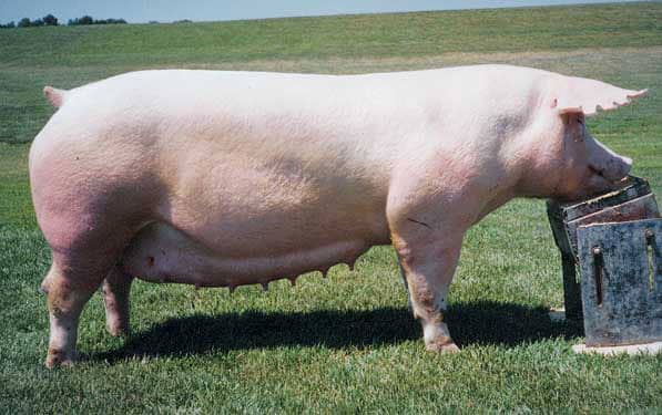 Секрети розведення свиней в домашніх умовах