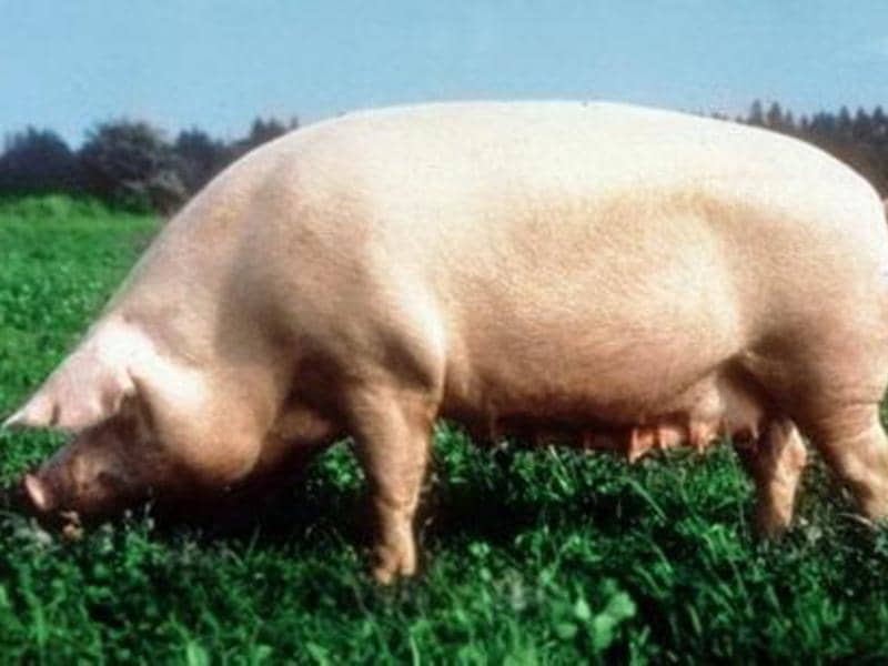 Секрети розведення свиней в домашніх умовах