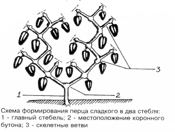 Схема посадки перців в полікарбонатній теплиці
