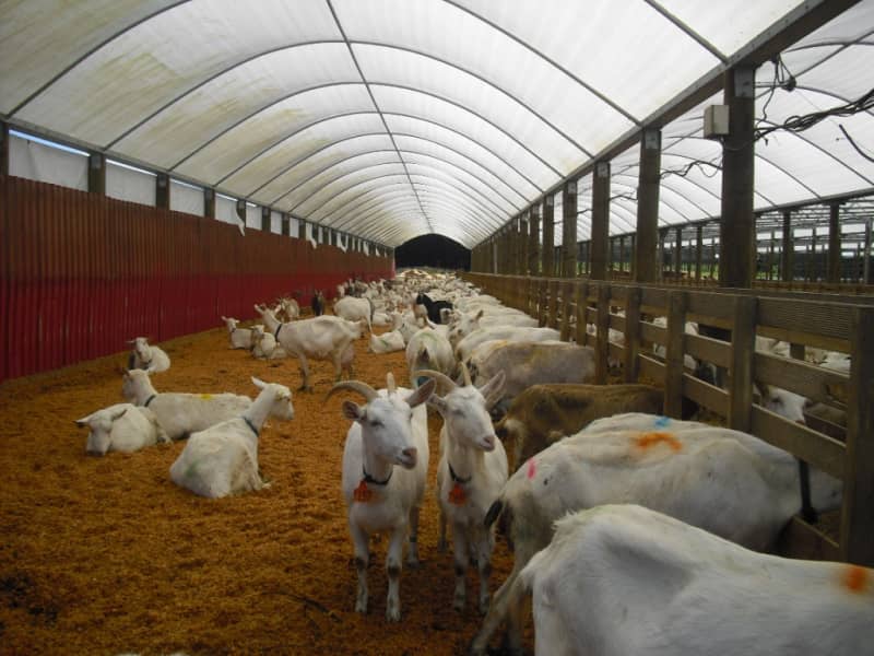 Зміст кіз — поради для розведення молочних, вовняних і мясних тварин
