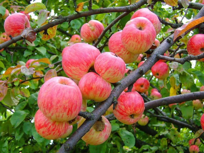 Сорти яблук — розмаїття дарів природи у вітчизняних садах