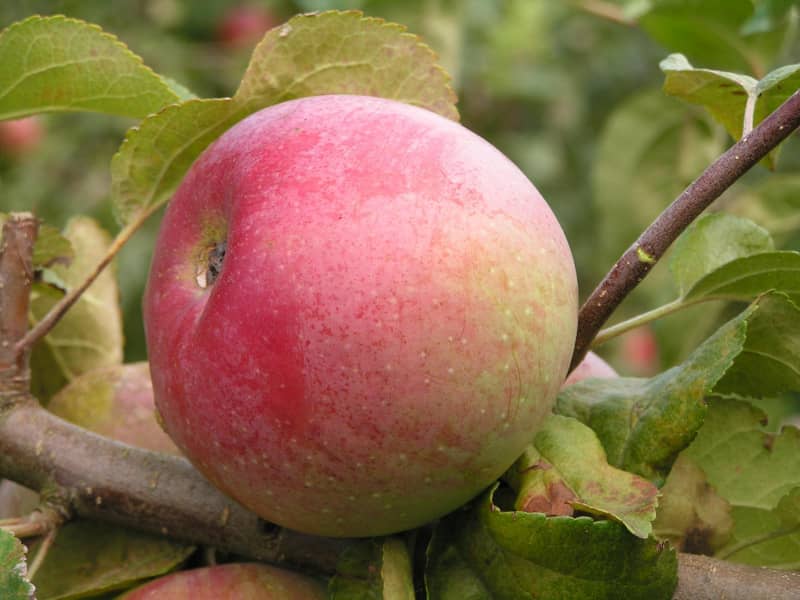 Сорти яблук — розмаїття дарів природи у вітчизняних садах