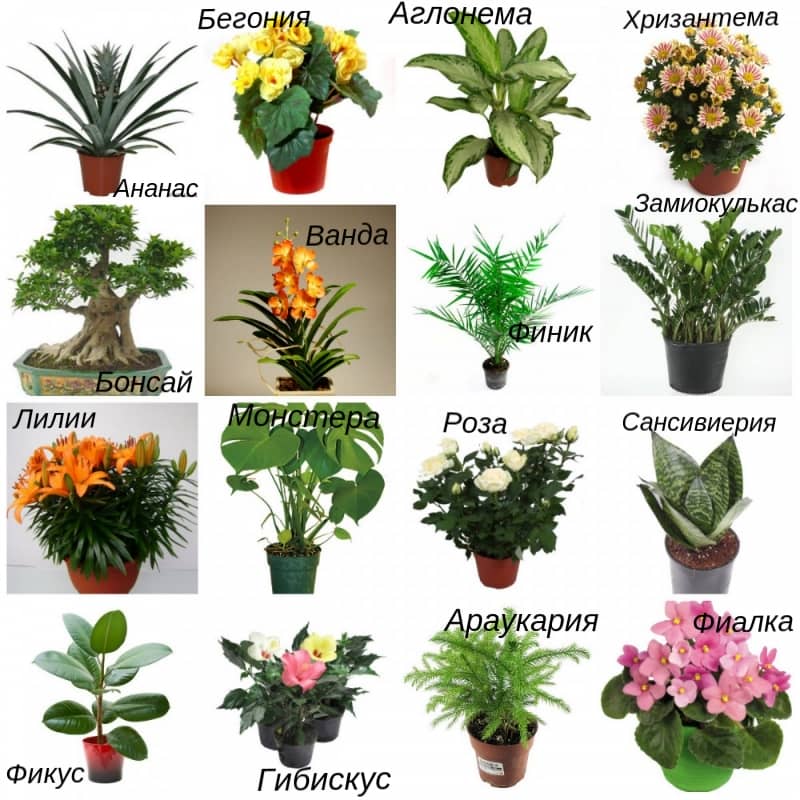 Список найкращих квітів і рослин для офісу