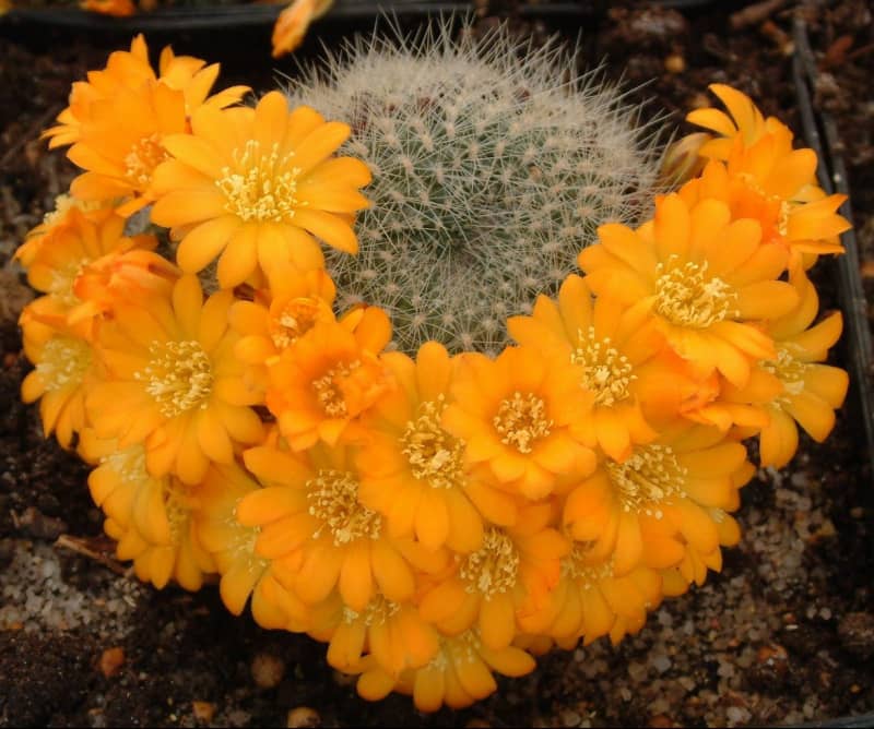 Види кактусів – від крихітного до гіганта, квітучі та без голок