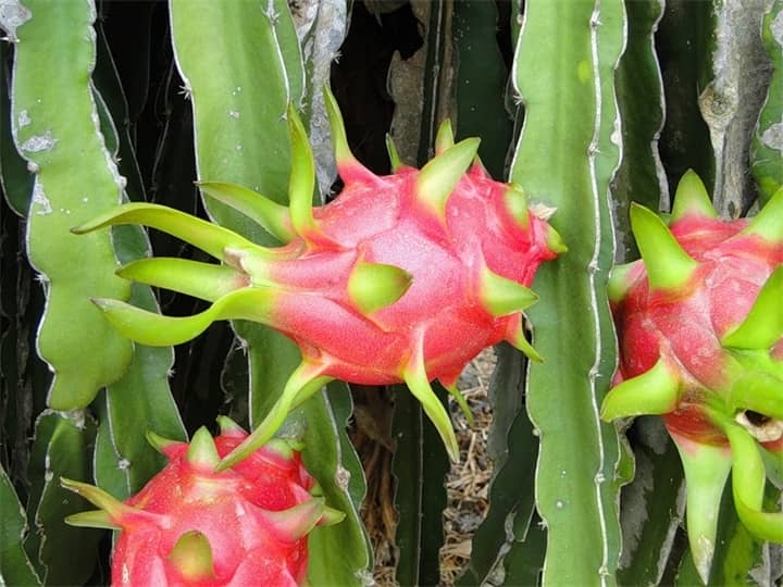 Види кактусів – від крихітного до гіганта, квітучі та без голок