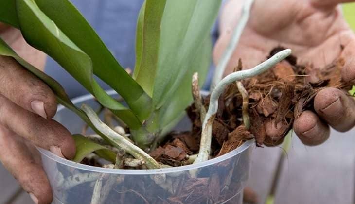Види орхідей – найпоширеніші сорти для кімнатного вирощування