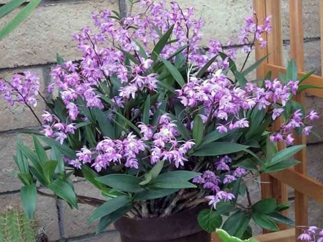 Види орхідей – найпоширеніші сорти для кімнатного вирощування