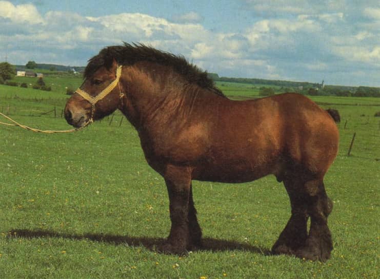 Володимирський ваговоз — особливості робочої породи коней