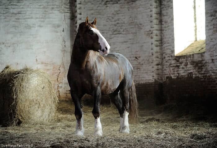 Володимирський ваговоз — особливості робочої породи коней
