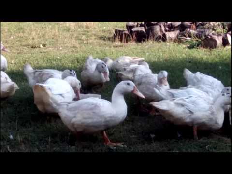 Вирощування мулардов – правильне годування і розмноження птиці