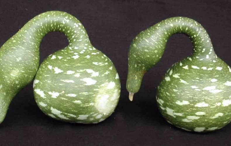 Зелена гарбуз — найпопулярніші сорти з описом