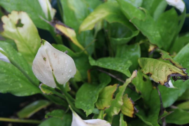Жовкне листя у спатифиллума – причини нездужання рослини