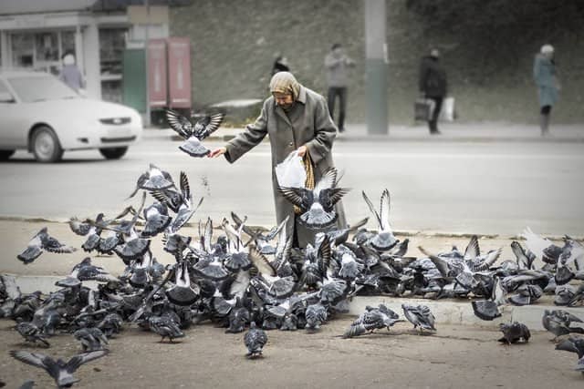 Чим годувати голубів в парках і на площах, щоб не нашкодити?