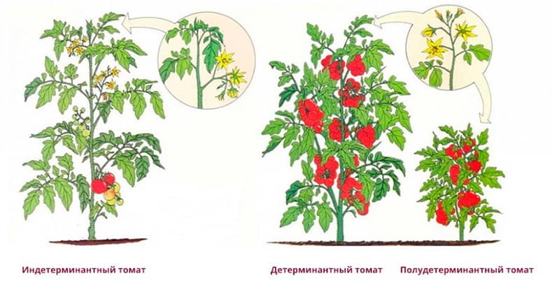 Детермінантні і індетермінантні сорти помідорів — які краще і в чому відмінність