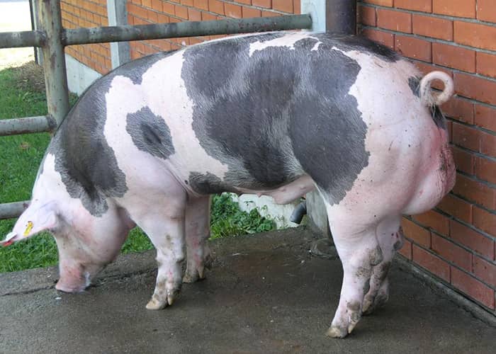 Які породи свиней існують і як правильно вибирати особин