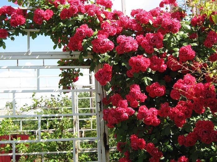 Популярні сорти троянд – найбільш красиві і незвичайні різновиди