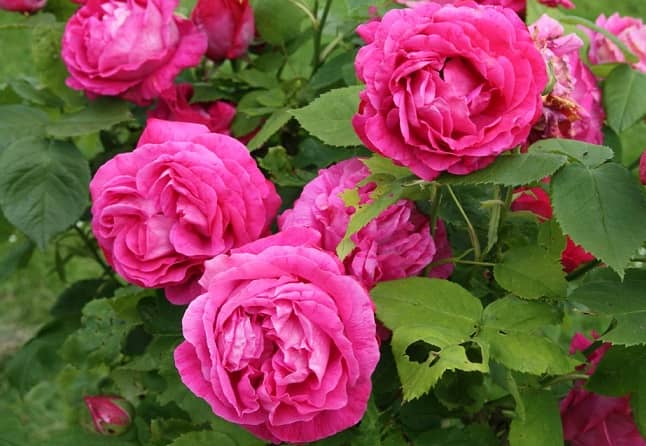 Популярні сорти троянд – найбільш красиві і незвичайні різновиди