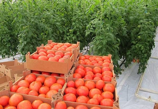 Правильне вирощування томатів на своїй ділянці