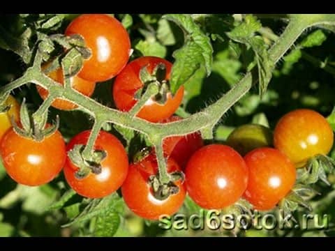 Правильне вирощування томатів на своїй ділянці