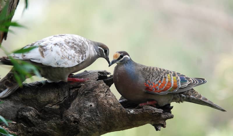 Розмноження голубів — розведення птахів у домашніх умовах