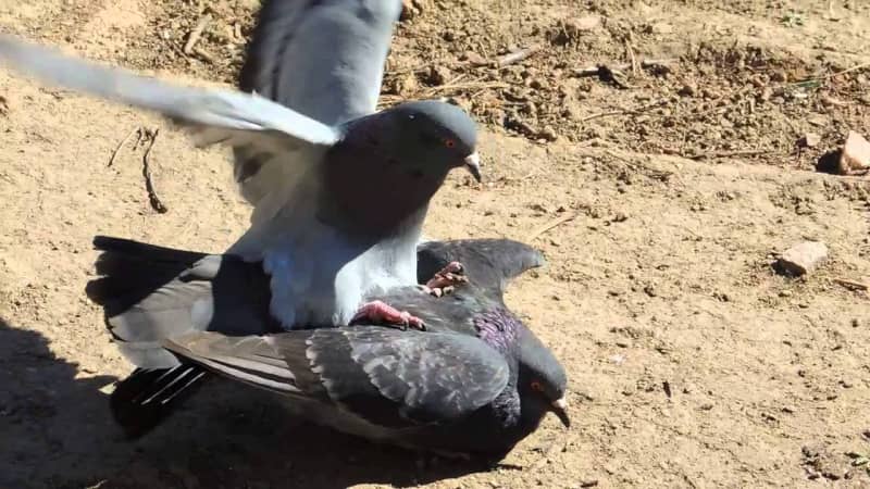 Розмноження голубів — розведення птахів у домашніх умовах