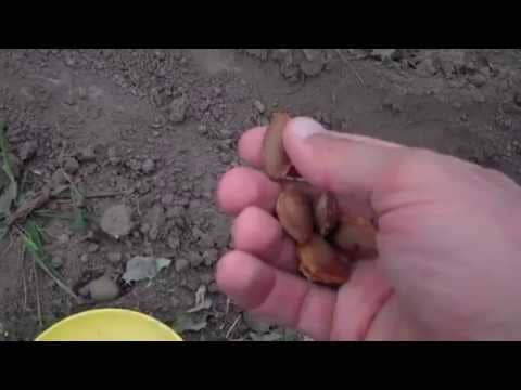 Як самостійно виростити абрикос з кісточки