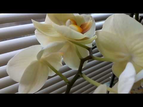 Липкі краплини на орхідеї – причини появи і вирішення проблеми